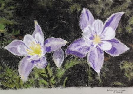 Columbines Colorado