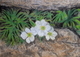 Mountain Dryads Colorado