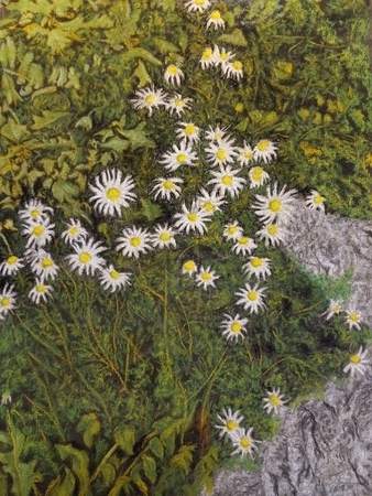 Wild Daisies