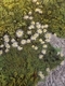 Wild Daisies