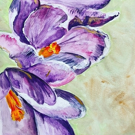 CROCUSES