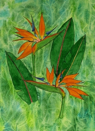 Birds of Paradise
