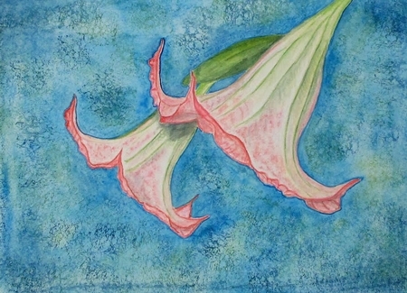 Brugmansia Suaveolens