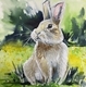 C Rabbit