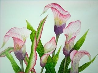 Calla Lilies