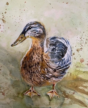 Duck