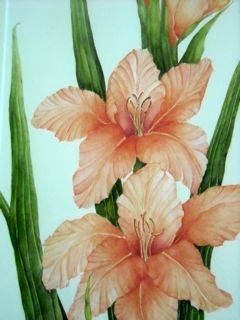 Gladiolus