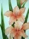 Gladiolus