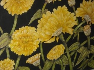 Gold Zinnis