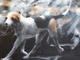 HOUNDS
