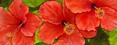 Hibiscus