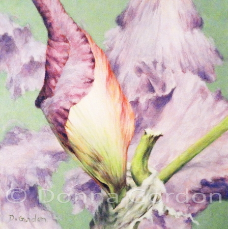 IRIS