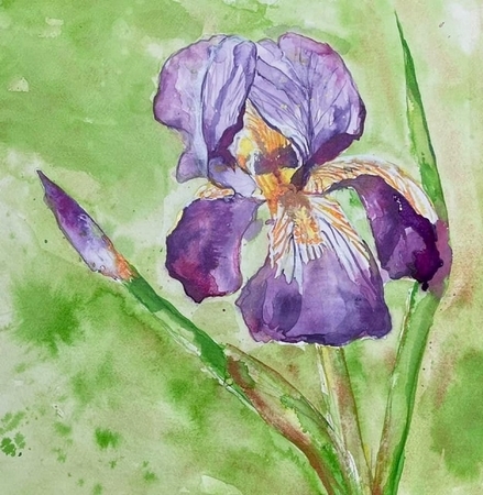Iris