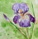 Iris