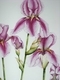 Iris Purples
