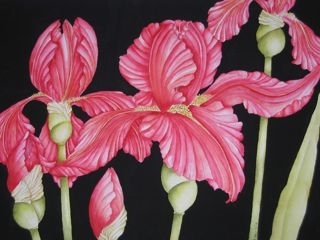Iris Trio 1