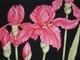 Iris Trio 1