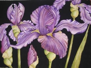 Iris Trio 2