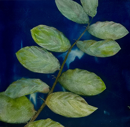 Jen Pah CyanoBranch WEB