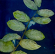 Jen Pah CyanoBranch WEB