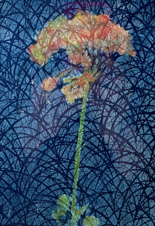Jen Pah Geranium WEB