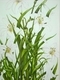 Lilly Triptich 1