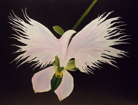 Orchid of Peace