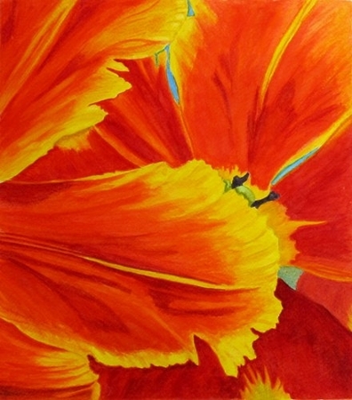 Parrot Tulips