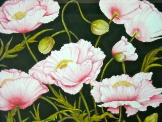 Pink Poppies