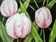 Pink Tulips
