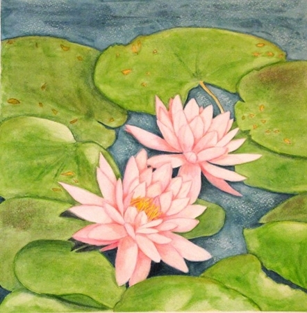 Pink Water Lillies