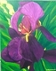 Purple Passion 2