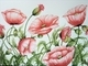 Red Poppies