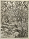 Tangled Wood