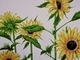 Sunflower Eyes