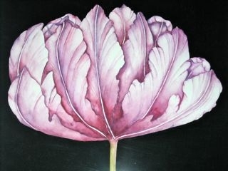 Tulip Study 1