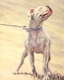 White Dog